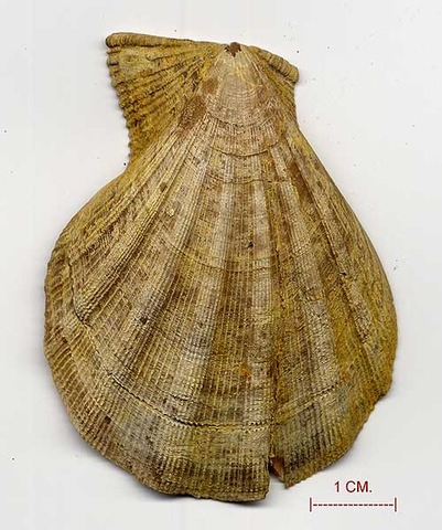 Cenozoico Neógeno (Plioceno)