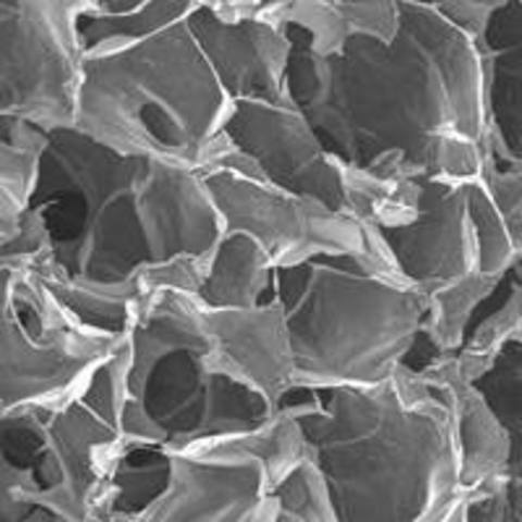 Discovered Pores And Cells