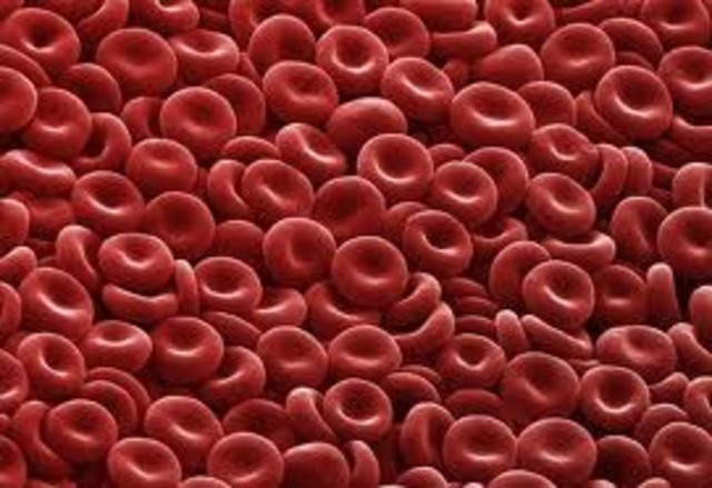 Examining Blood, Yeast and Insects with the "One Lens Microscope"