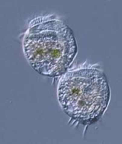 The Cell Reproductive system is Found!