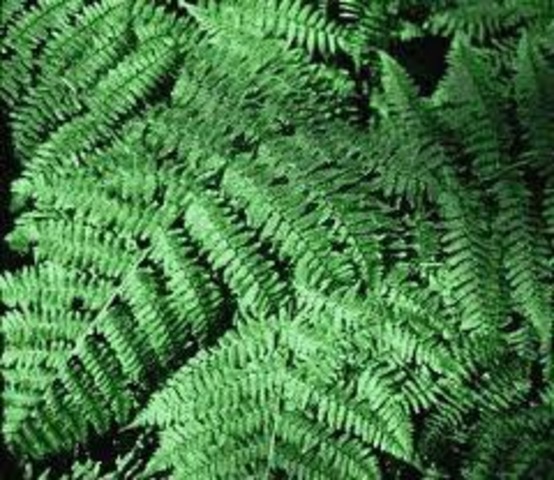 Primeras plantas terrestres.