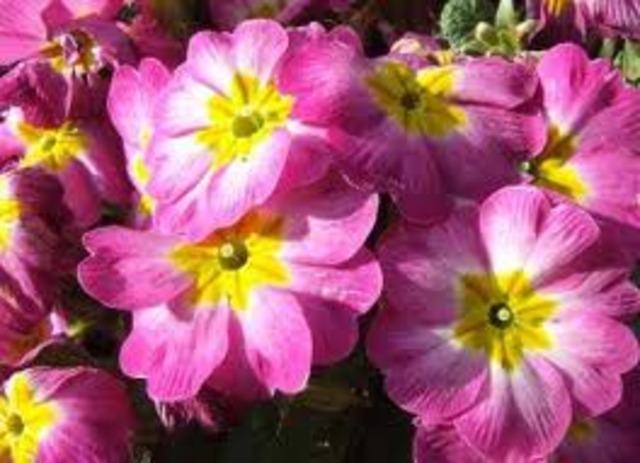 Expansión de las plantas con flores.