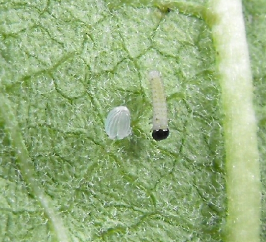 Larvae hatches