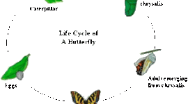 Timeline: From Egg to Monarch Butterfly