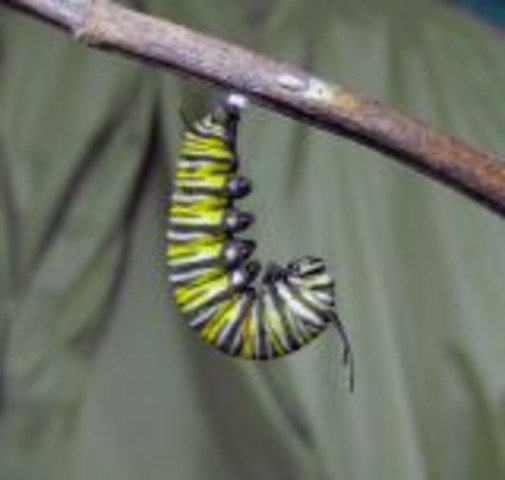Caterpillar attaches itself to a twig.