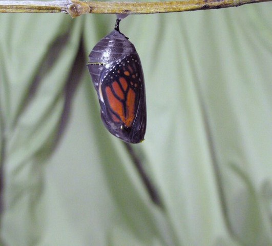 Exoskeleton becomes transparent.