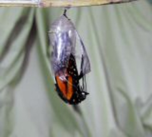 Butterfly emerges