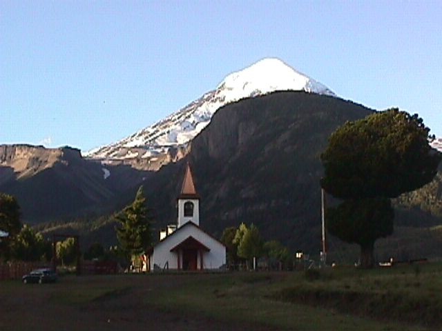Chusquea montana Phil. Argentina mountain bamboo