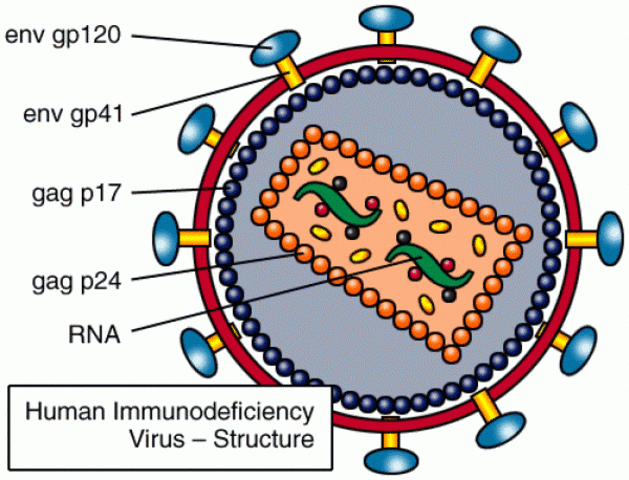 HIV probably transfers from chimps to humans in Africa.