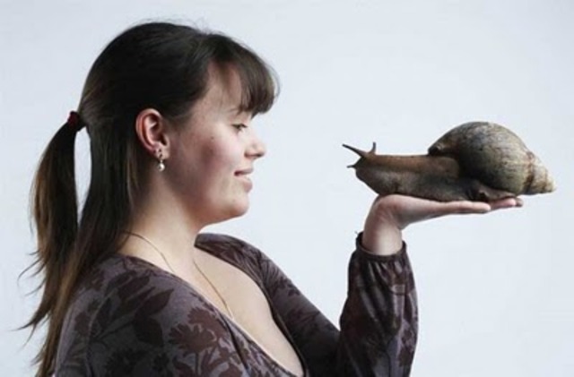 Largest snail