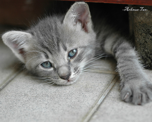 Tyson's friend Wiley