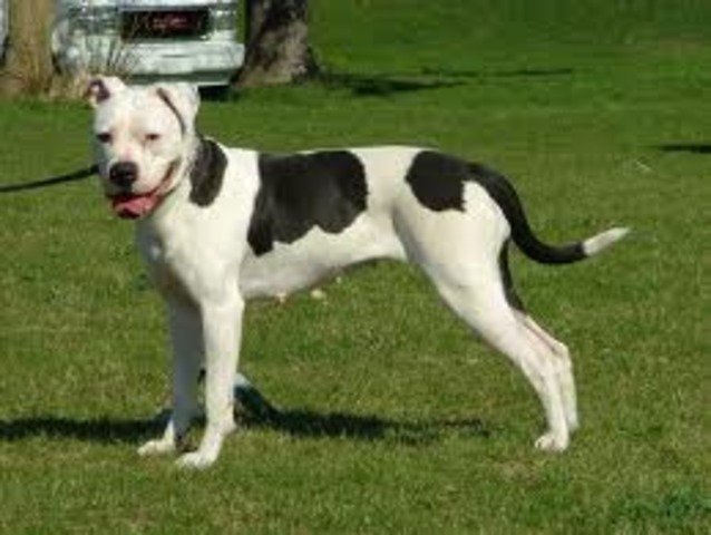 Tyson's first Hallowen costume