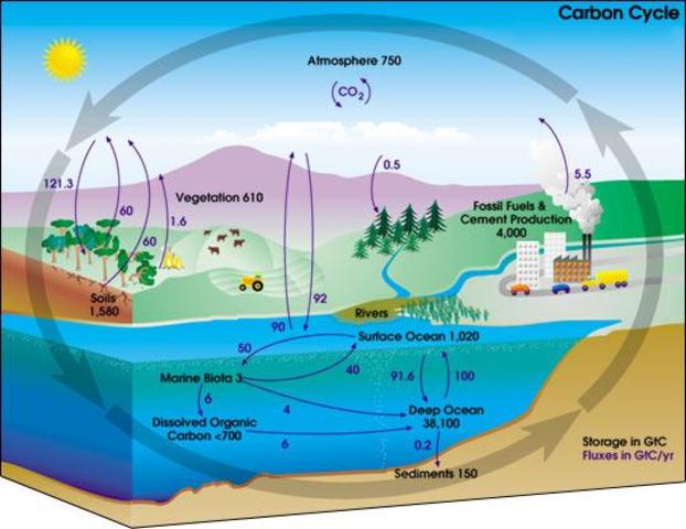 The carbon cycle discovered