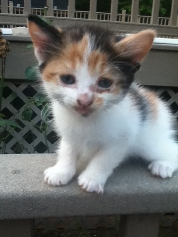 Maiden introduction through email.