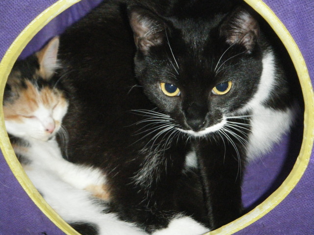 Friends in the purple house.