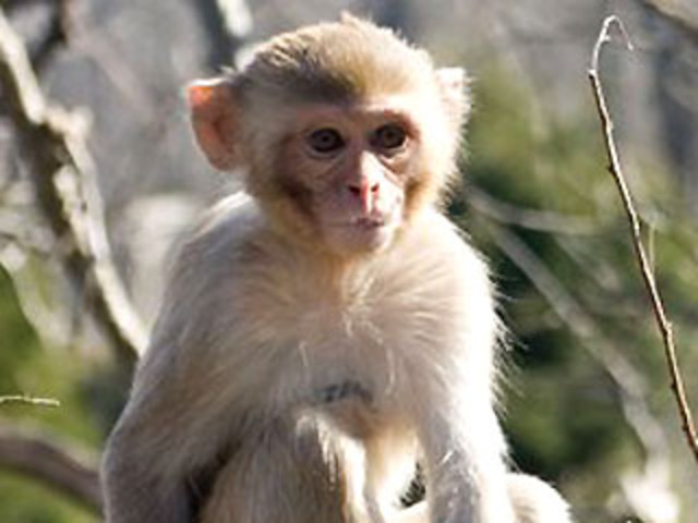Albert II, was the first monkey in space