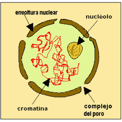 Nuclo De La Cromatina