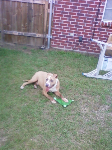 King enjoying his boomerang