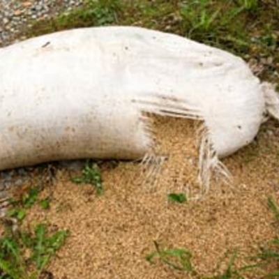 Timeline: Post Harvest Losses & Feeding the Cities