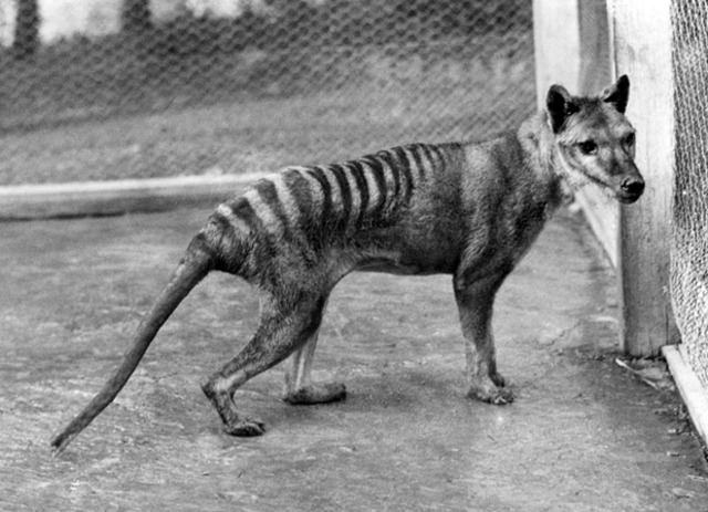 Last tasmanian tiger dies in captivity