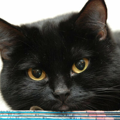 Timeline: Кошки