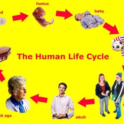 Timeline: cycle of life