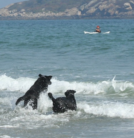 Dog Trip to the Beach