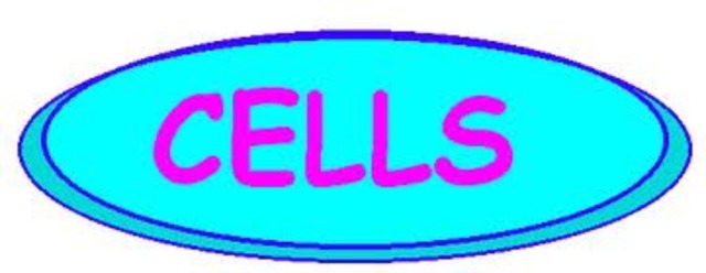 Robert Hooke uses the term ‘cell’ to describe the tiny box-like units in a thin slice of cork