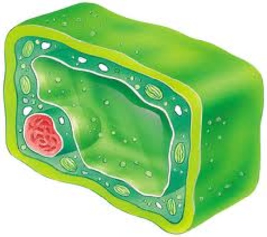 Rene’ Dutrochet states that all plants and animals are made up of cells