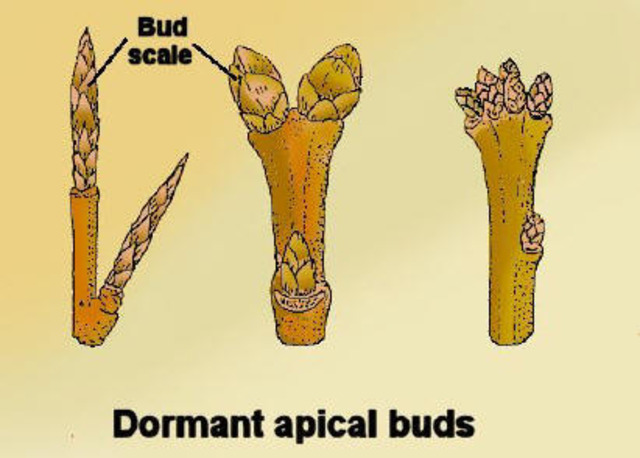 budding occurs after some growth in the Spring which began March 20, 2012