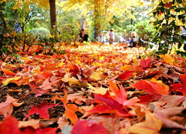 Leaves will fall off during Fall season which begins Sept. 22, 2012