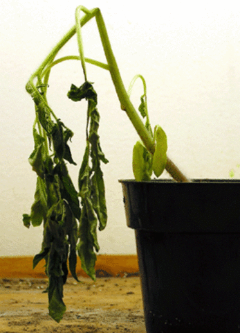 Plants will eventually wilt and die in the fall and winter months