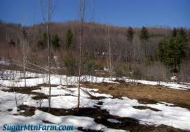 In the winter most plants die to return in Spring or shed all leaves like most trees