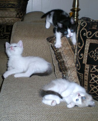 Rajah, Lily, & Zara are born.