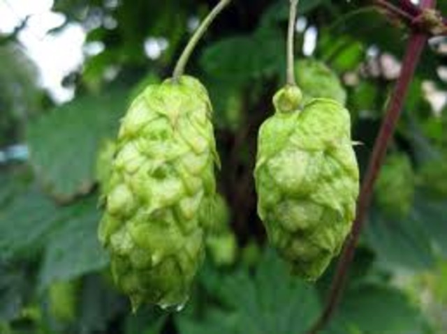 750 AD - Hops