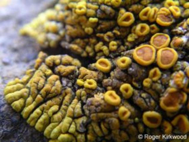 Lichen Found