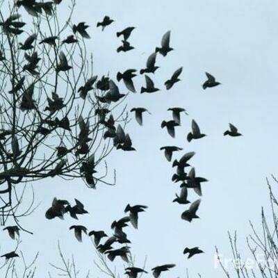 Timeline: Being Bored is for the Birds