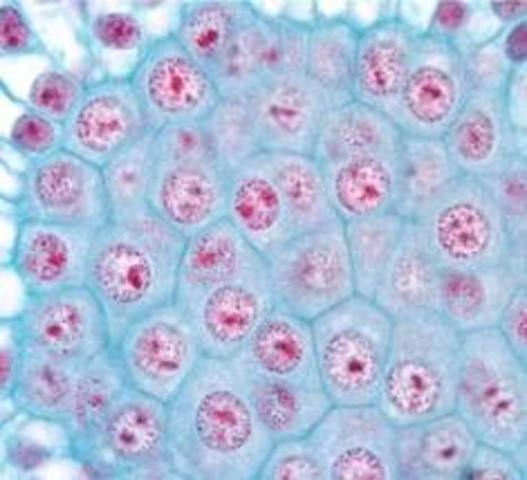 Discovery of Meiosis