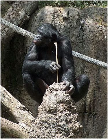 Chimpanzee Using Tools