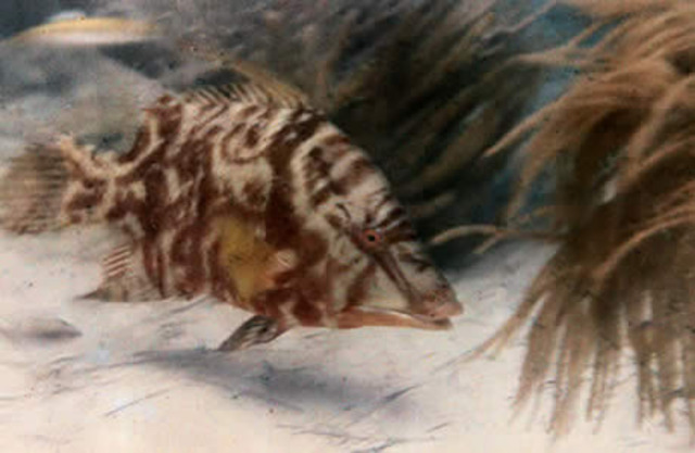 First underwater colour photographs