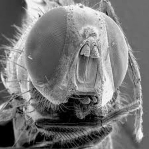 Antony Van Leeuwenhoek