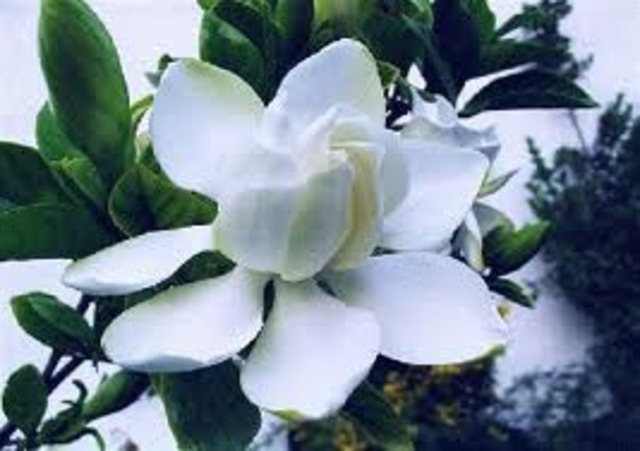 Enfermedad del jazmín