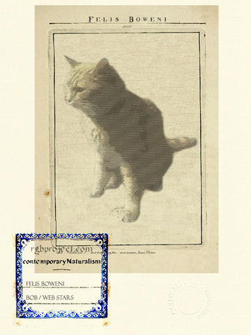 Felis Boweni