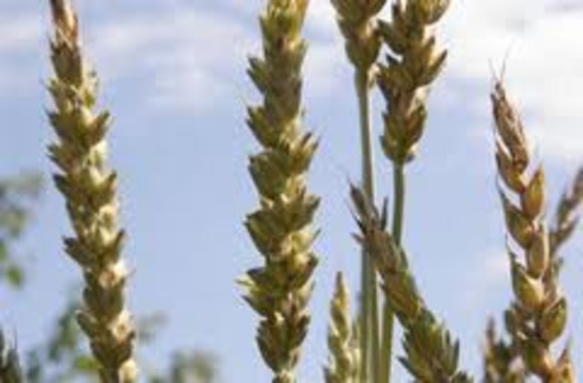 Marquis Wheat Strain