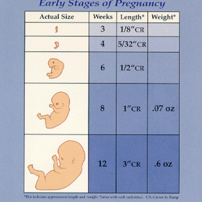 Timeline: MA 11.1: Growth and Development