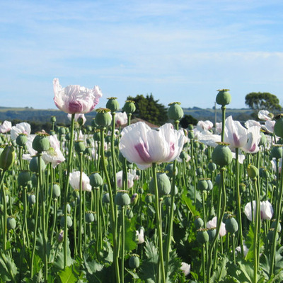 Timeline: Quing Dynasty & the opium wars