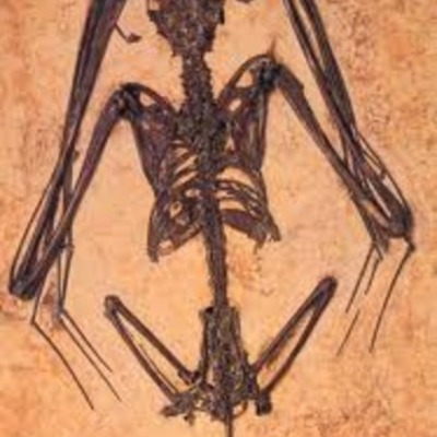 Timeline: The origins of life