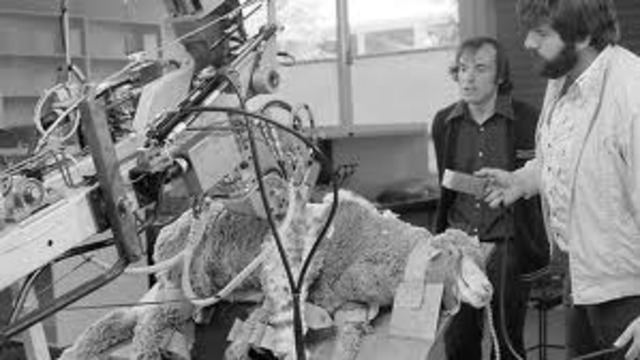 sheep shearing robot