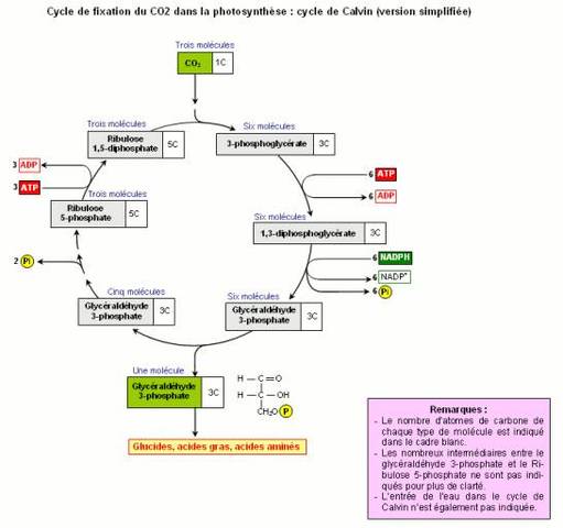 Le cycle de Calvin