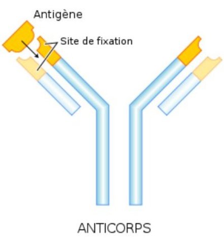 La structure chimique des anticorps